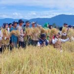 Kapolres Bersama Forkopimda Aceh Selatan Panen Raya