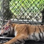 Akhirnya Harimau Penyerang Warga Masuk Perangkap