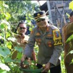 Kapolres Aceh Jaya Ikut Memanen Produk Sigam Tampan