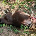 Harimau Serang 3 Ekor Sapi Milik Warga Trumon Tengah