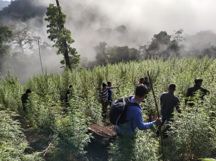 Personil Gabungan Korem 012/Teuku Umar berhasil Temukan Ladang Ganja 8,9 Hektar