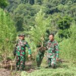 Danrem 012/TU : Penemuan Ladang Ganja oleh TNI, kita Serahkan Kepada Penegak Hukum