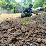 Koramil 05/Samadua Manfaatkan Lahan Kosong Tanam Bibit Cabai
