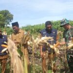 Bantu Dongkrak Ekonomi Masyarakat, Dandim 0107/Asel Panen Jagung Perdana di Buluh Seuma