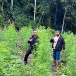 Polisi Temukan 4 Hektar Ladang Ganja, 50 Kg Ganja Kering