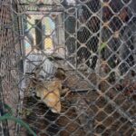 Buaya Berukuran 3 Meter Masuk Perangkap BKSDA