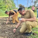 Pemko Sabang Kembali Uji Coba Penanaman Padi Gogo Dilahan Petani