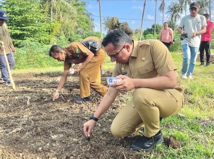 Pemko Sabang Kembali Uji Coba Penanaman Padi Gogo Dilahan Petani
