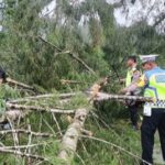 Satlantas Polres Aceh Jaya Lakukan Pembersihan Pohon Tumbang di Jalan Nasional Meulaboh – Banda Aceh