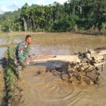 Dukung Ketahanan Pangan, Babinsa Kodim 0107 Turun ke Sawah Bantu Petani