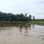 Babinsa Kodim 0107 Aceh Selatan Turun ke Sawah Dorong Petani Wujudkan Ketahanan Pangan