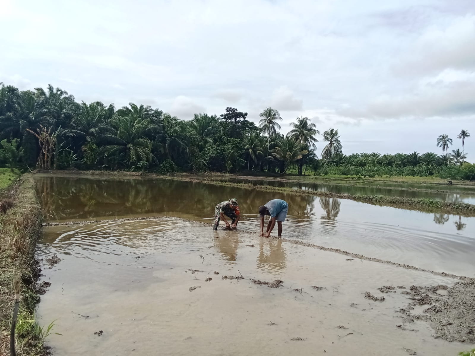 Babinsa Kodim 0107 Aceh Selatan Turun ke Sawah Dorong Petani Wujudkan Ketahanan Pangan