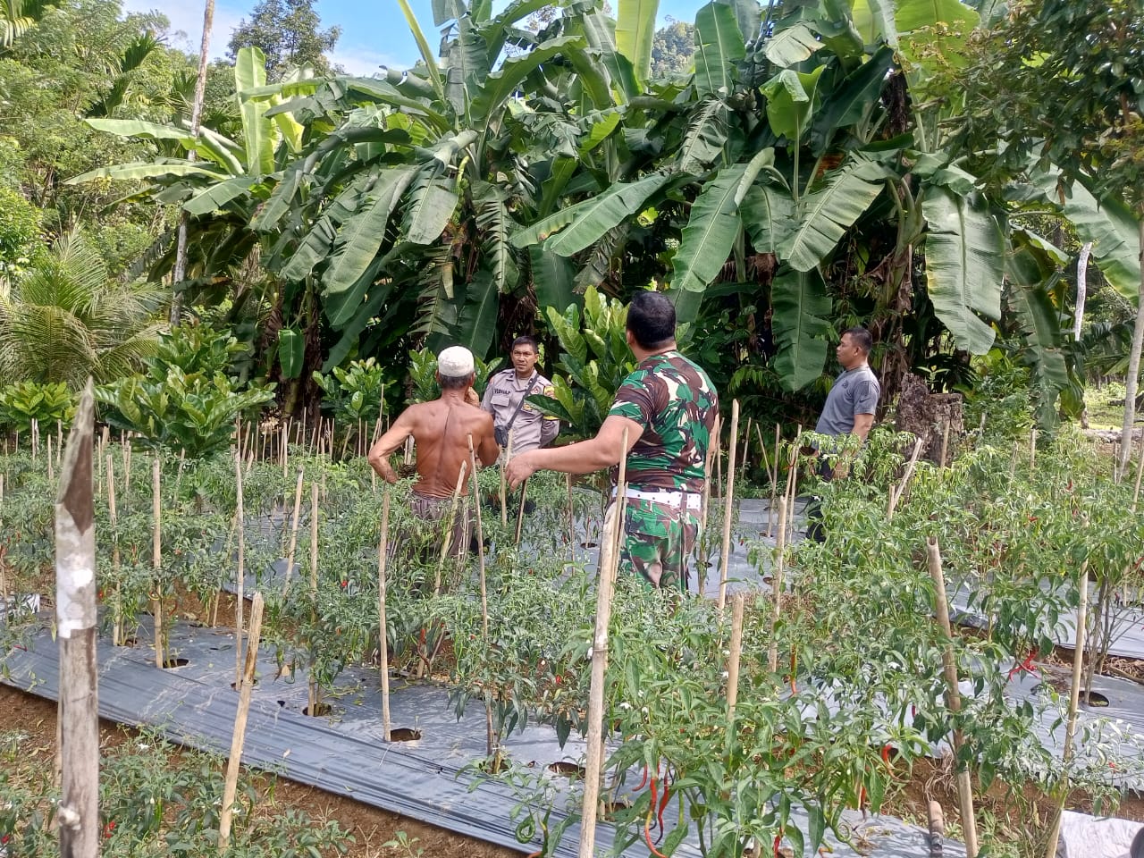 Sinergi Polri-TNI: Bhabinkamtibmas Polsek Tapaktuan Dukung Ketahanan Pangan Masyarakat
