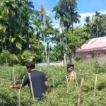 Bhabinkamtibmas Polsek Samadua Ajak Warga Manfaatkan Pekarangan untuk Ketahanan Pangan