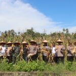 Polres Aceh Selatan Laksanakan Panen Raya Jagung Serentak, Dukung Swasembada Pangan 2025
