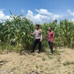 Bhabinkamtibmas Polsek Trumon Timur Rutin Laksanakan Pengecekan Perkembangan Tanaman Jagung Ketahanan Pangan