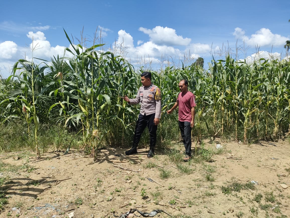 Bhabinkamtibmas Polsek Trumon Timur Rutin Laksanakan Pengecekan Perkembangan Tanaman Jagung Ketahanan Pangan