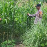 Dukung Ketahanan Pangan, Bhabinkamtibmas Polsek Labuhanhaji Sambangi Petani Jagung