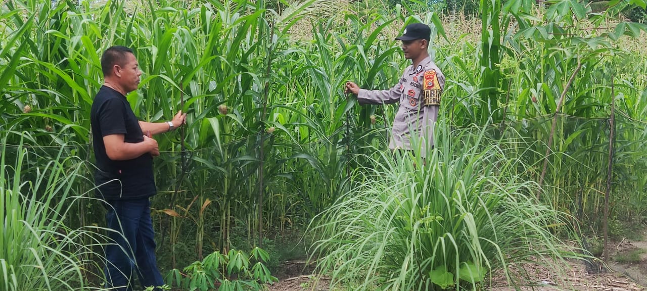 Dukung Ketahanan Pangan, Bhabinkamtibmas Polsek Labuhanhaji Sambangi Petani Jagung