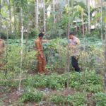 Bahbinkamtibmas Kluet Tengah dan Aparat Desa Koto Sambangi Lahan Produktif Warga Dukung Ketahanan Pangan Nasional