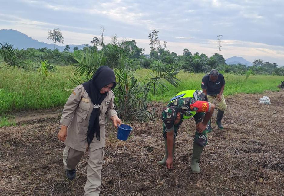 Babinsa 09/Trumon Tengah, PPL dan Kelompok Tani Kembali Tanam Padi Darat di Trumon Timur