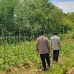 Dukung Ketahanan Pangan Nasional, Bhabinkamtibmas Polsek Tapaktuan Ajak Warga Manfaatkan Lahan