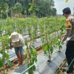 Dukung Ketahanan Pangan, Bhabinkamtibmas Labuhanhaji Timur Sambangi Lahan Produktif Warga