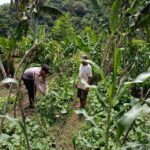 Bhabinkamtibmas Polsek Kluet Timur Sambangi Lahan Produktif Warga Dukung Ketahanan Pangan Nasional