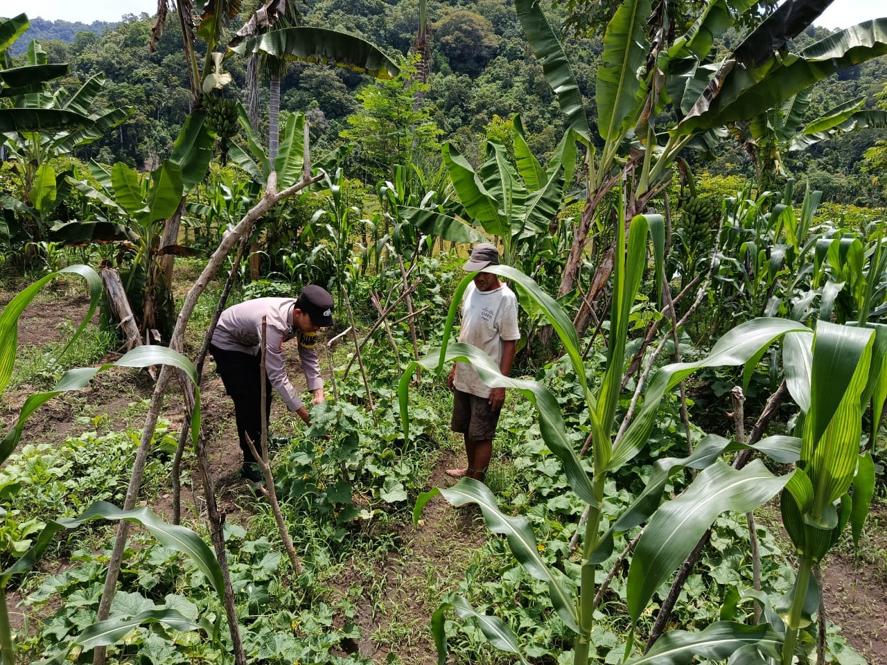 Bhabinkamtibmas Polsek Kluet Timur Sambangi Lahan Produktif Warga Dukung Ketahanan Pangan Nasional