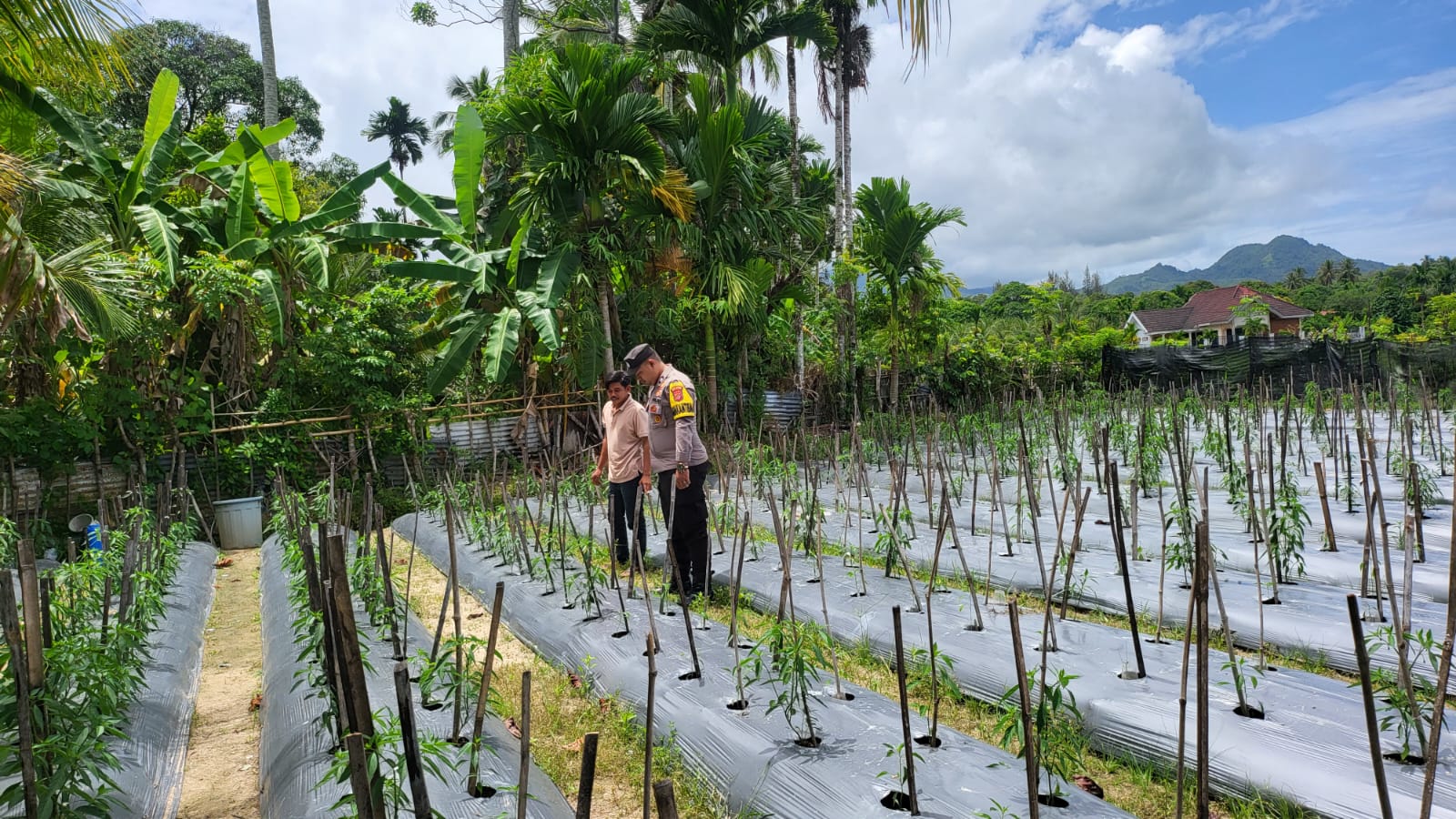 Dukung Ketahanan Pangan, Bhabinkamtibmas Polsek Samadua Sambangi Warga Pengelola Lahan Produktif