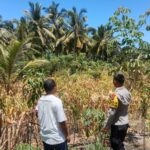 Bhabinkamtibmas Polsek Labuhanhaji Dukung Warga Manfaatkan Lahan Pekarangan untuk Tanaman Bergizi