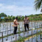 Dukung Ketahanan Pangan, Bhabinkamtibmas Polsek Samadua Terus Dukung Masyarakat Dalam Pemanfaatan Lahan Produktif