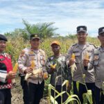 Polsek Teunom Laksanakan Pemantauan Panen Jagung Program Lahan Produktif Milik Kelompok Tani “Sejati Rimba Jaya” di Desa Pasi Timon