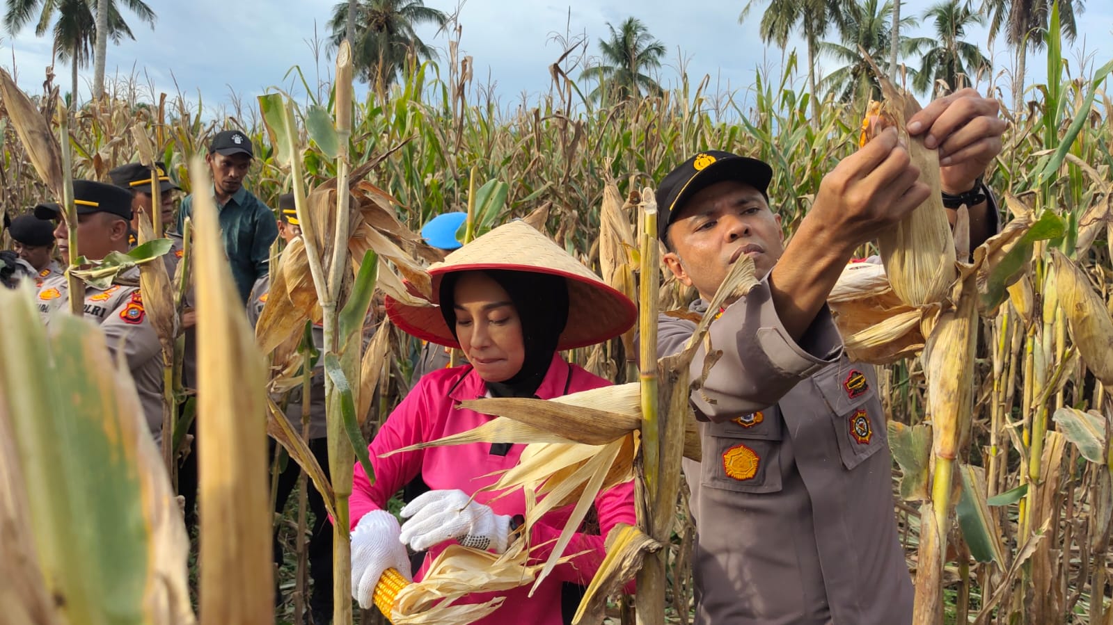 Dukung Program Ketahanan Pangan, Kapolres Aceh Jaya Bersama Ketua Bhayangkari Turun ke Lahan Panen Jagung di Desa Alue Krueng