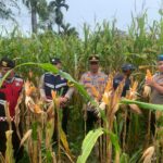 Polsek Jaya Pantau Panen Jagung di Desa Reumpet, Dukung Swasembada Pangan Nasional