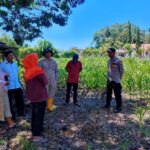 Dukung Ketahanan Pangan, Bhabinkamtibmas Polsek Bakongan Timur Sambang Petani