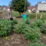 Dukung Ketahanan Pangan, Bhabinkamtibmas Polsek Trumon Timur Sambang Lahan Produktif Warga