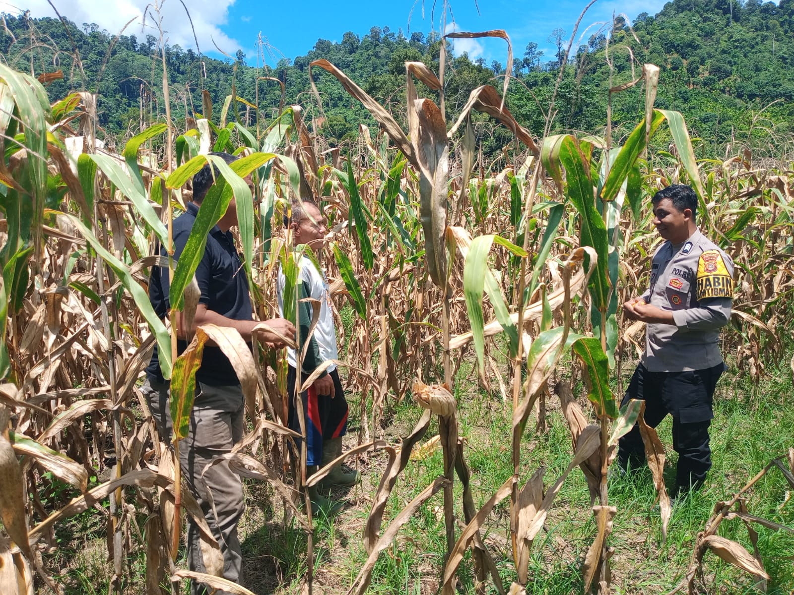 Dukung Ketahanan Pangan, Bhabinkamtibmas Polsek Kluet Tengah Kunjungan ke Lahan Jagung Milik Warga