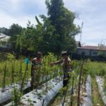 Dukung Ketahanan pangan, Bhabinkamtibmas Polsek Samadua terus gerakkan Warga Pemanfaatan Lahan Produktif