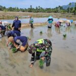 ‎Babinsa Koramil 13/Kluet Timur Bantu Petani Tanam Padi di Sawah