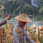Polres Aceh Selatan Ikuti dan Dukung Panen Raya Jagung Serentak Kuartal II Tahun 2025