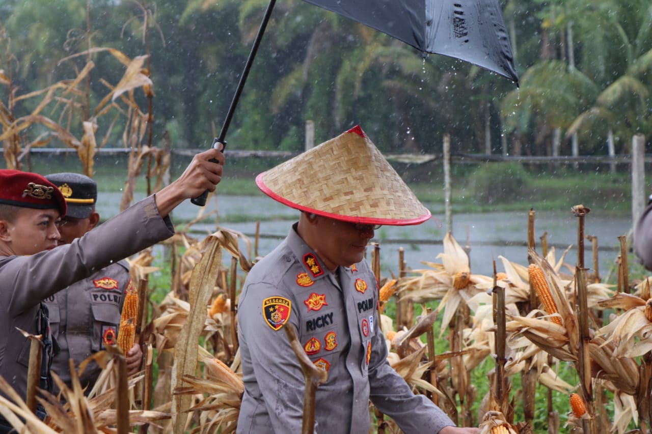 Polres Aceh Selatan Ikuti dan Dukung Panen Raya Jagung Serentak Kuartal II Tahun 2025