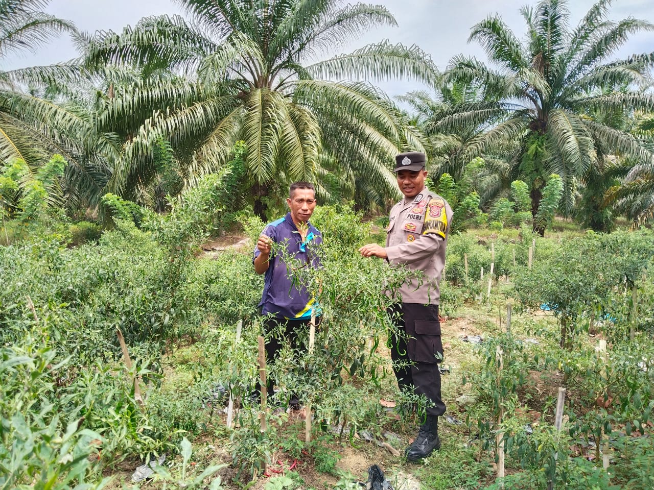 Perkuat Sinergi dengan Petani, Bhabinkamtibmas Dukung Pengelolaan Lahan Produktif