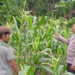 Bhabinkamtibmas Polsek Kluet Tengah Kunjungi Lahan Jagung Milik Warga