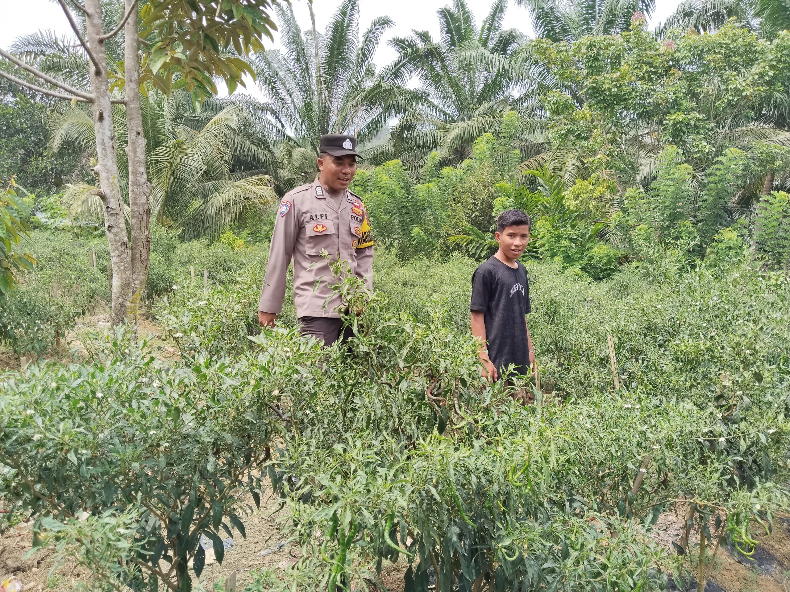 Personel Polsek Trumon Timur Kunjungi Lahan Cabai Produktif Warga, Dukung Ketahanan Pangan Nasional
