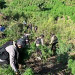Brimob Polda Aceh Ungkap 25 Hektare Ladang Ganja, Sita 180 Ton Barang Bukti di Nagan Raya