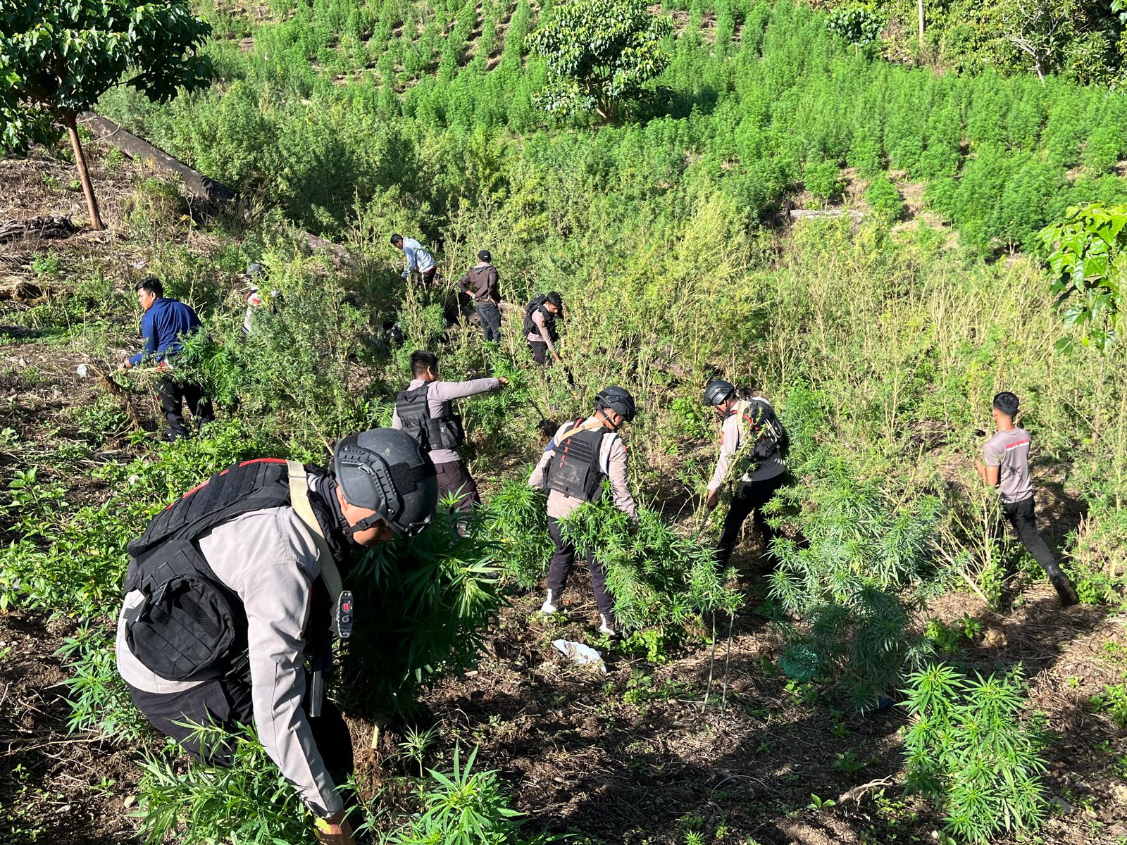 Brimob Polda Aceh Ungkap 25 Hektare Ladang Ganja, Sita 180 Ton Barang Bukti di Nagan Raya