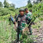 Dukung BNN, Pangdam IM Apresiasi Pemusnahan 2 Hektare Ladang Ganja di Aceh Besar