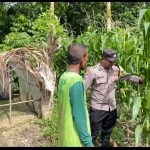 Personel Polsek Kluet Utara Sambang Lahan Pertanian Dorong Produktivitas Petani Jagung