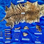 Polisi Tangkap Pelaku Perdagangan Satwa Dilindungi di Nagan Raya